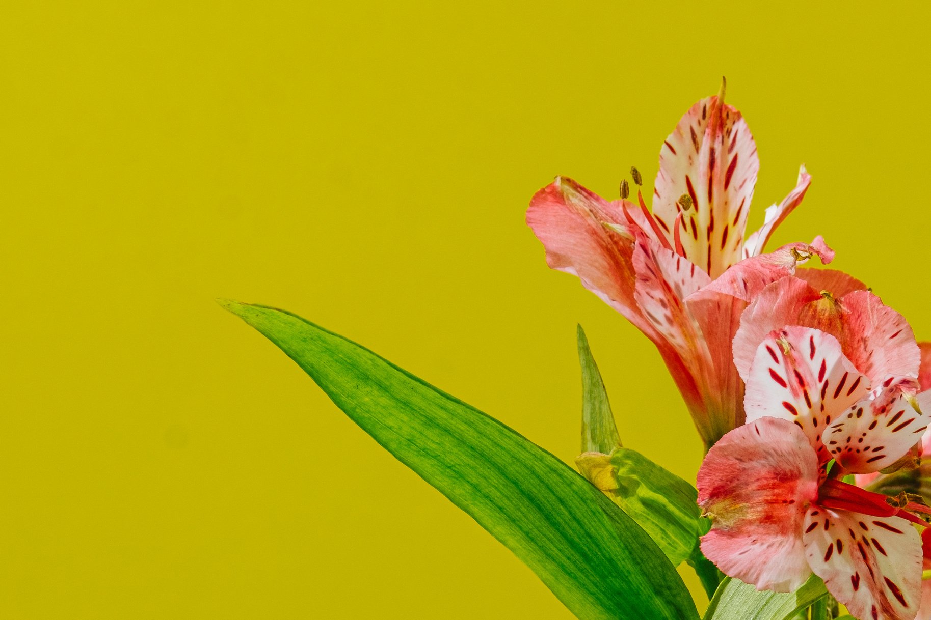 Tiger Lilies on Yellow Background